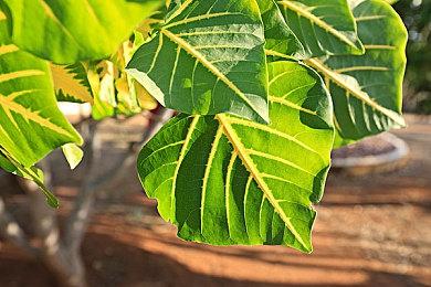 平台冒险游戏《壁虎之神》将于2024年春季发售